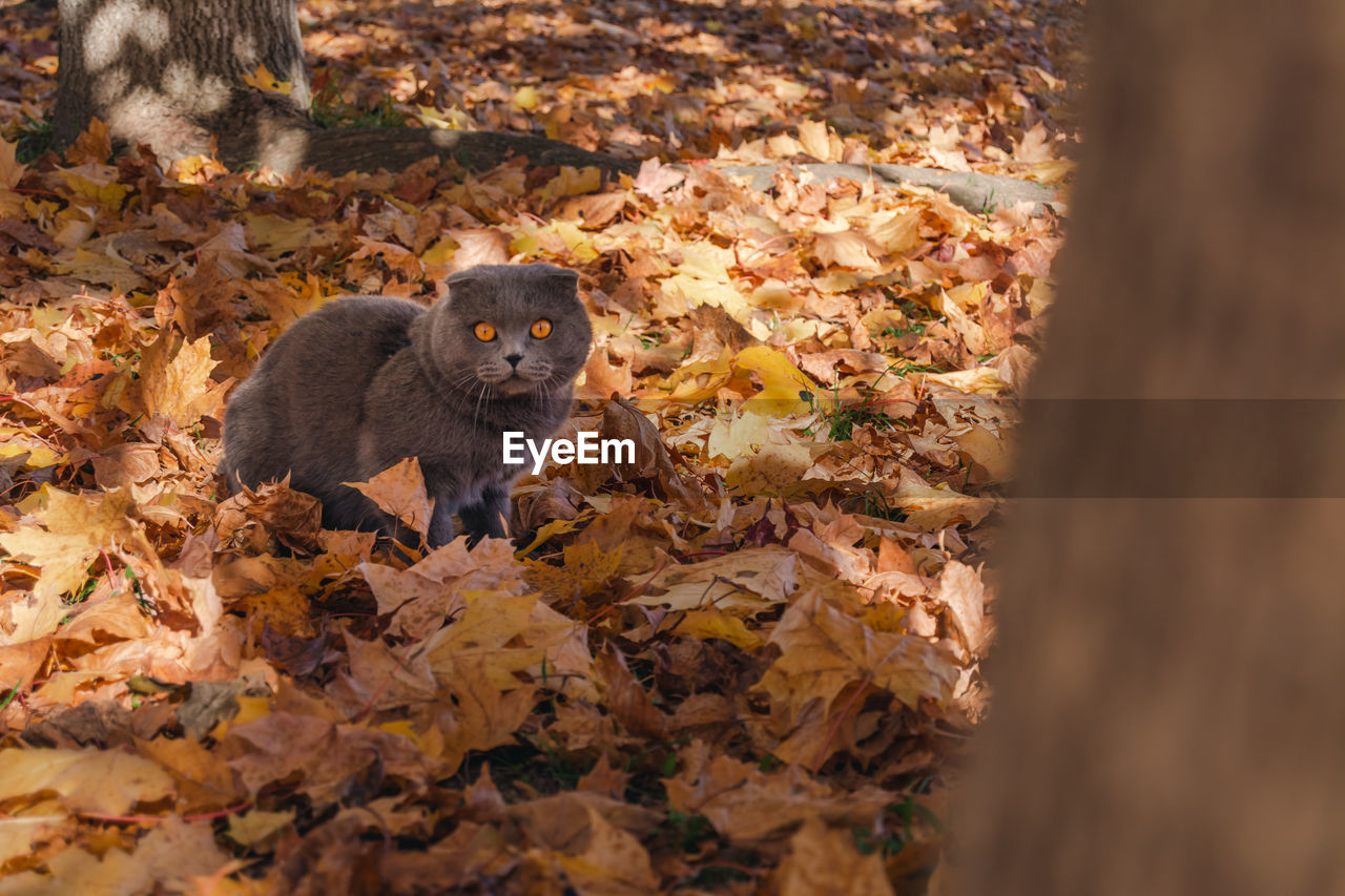 Close-up of cat in fallen leaves