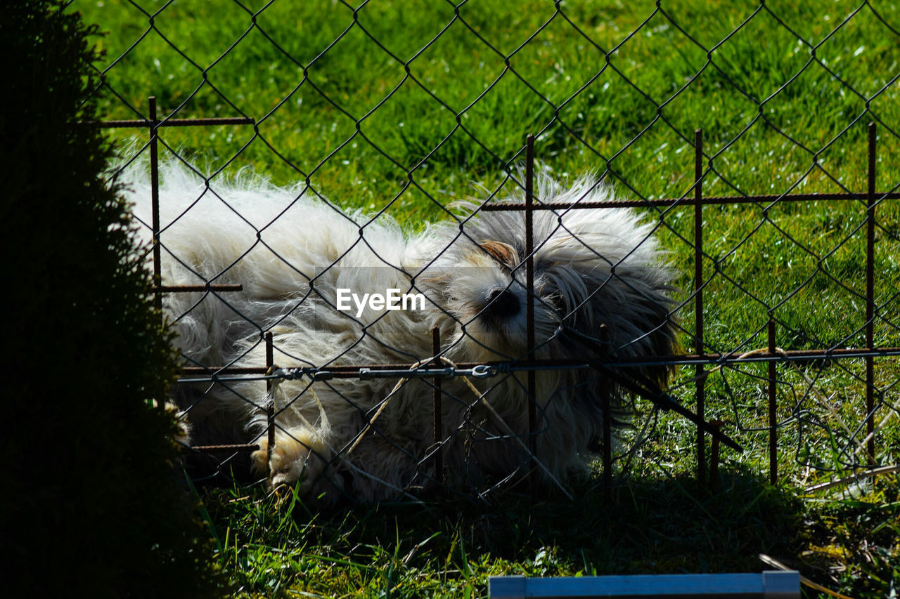 Dog on grassy field seen through chainlink fence