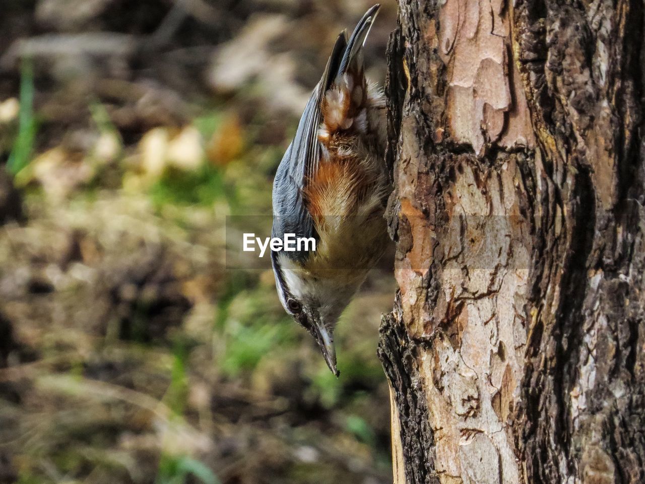 Close-up of bird perching on bark