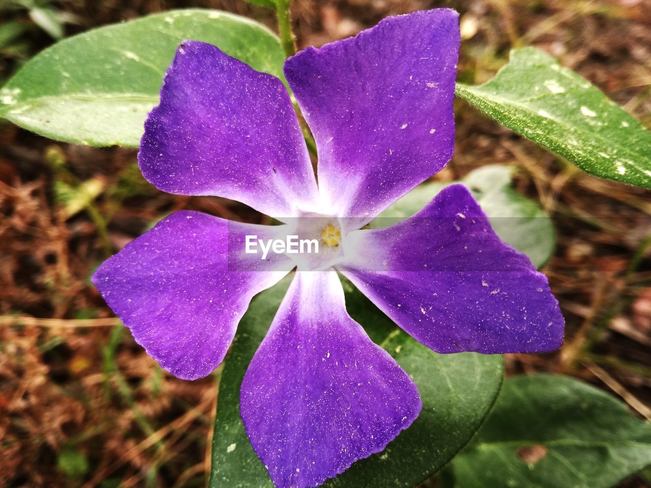 CLOSE-UP OF PURPLE FLOWER WITH DEW