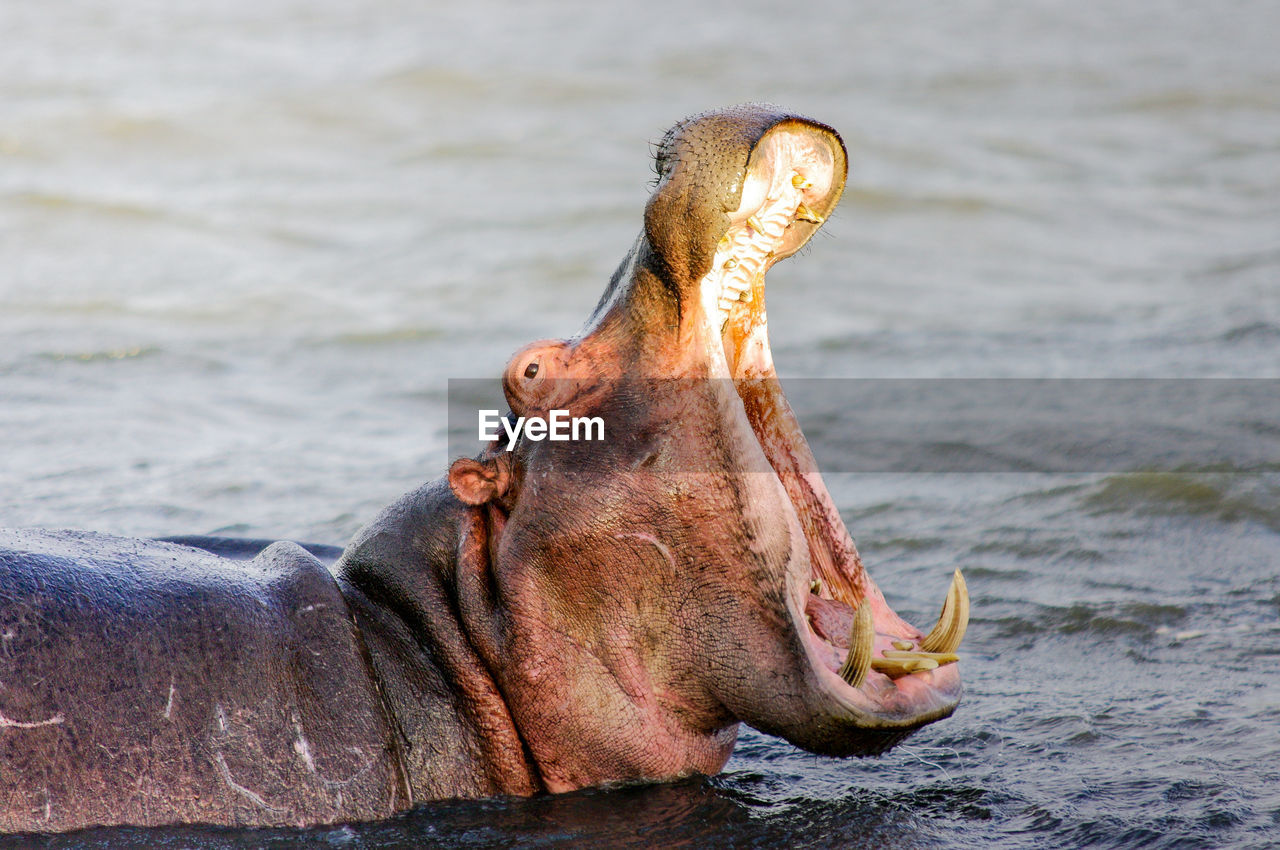 Hippopotamus with mouth open in lake