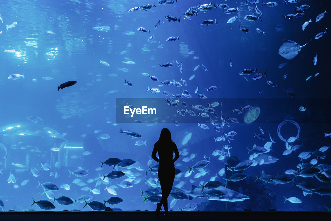 Back view of female silhouette looking at fishes through glass in modern oceanarium