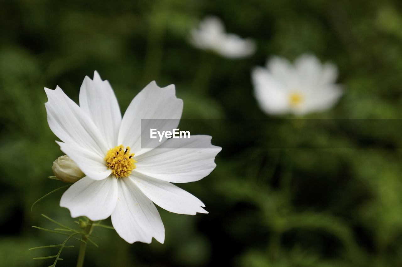 Close-up of white cosmos flowers blooming outdoors
