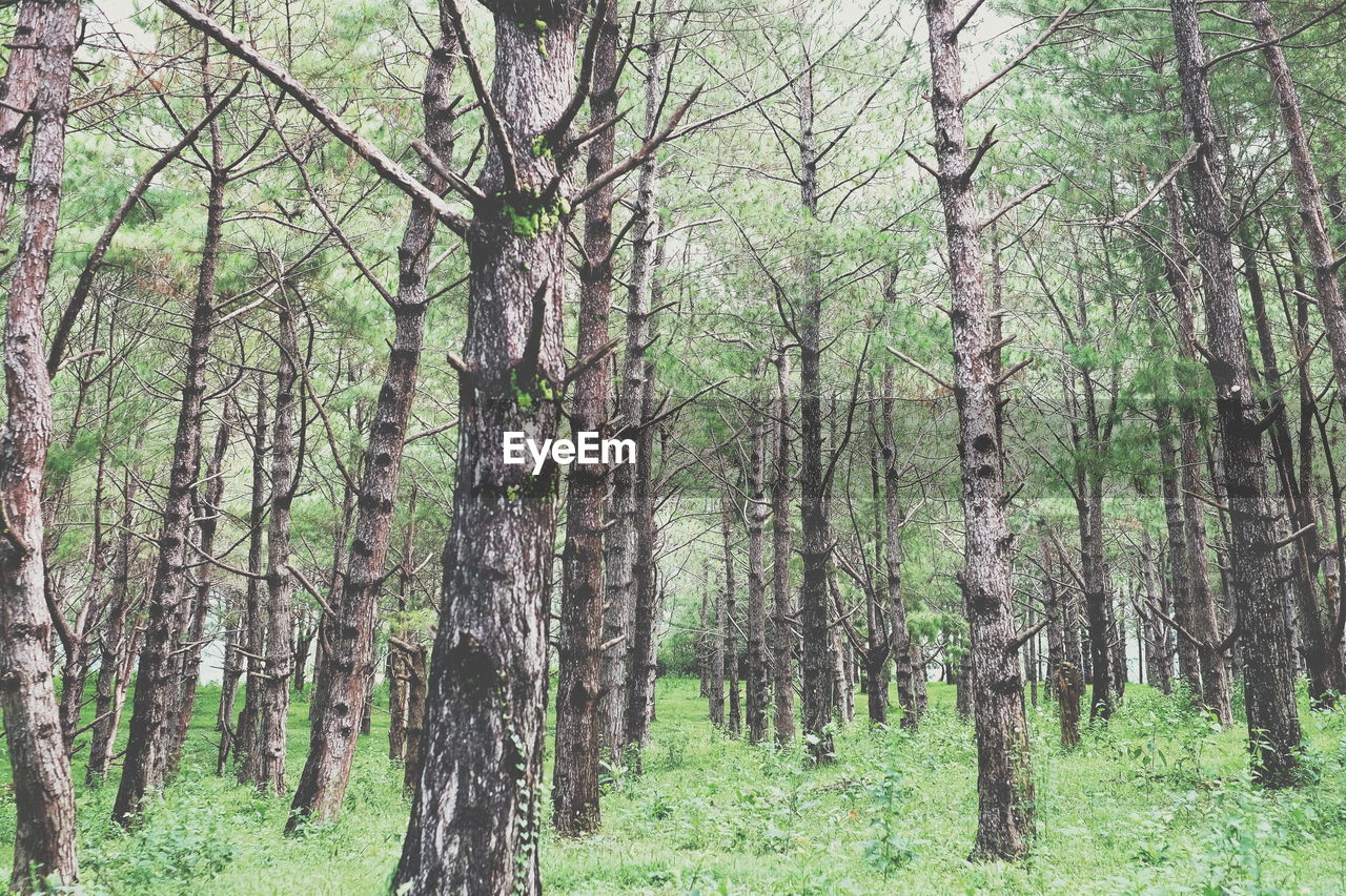 VIEW OF TREES IN FOREST