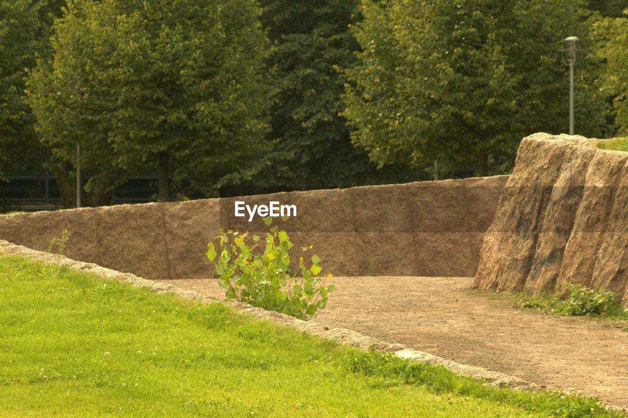 PLANTS GROWING BY STONE WALL