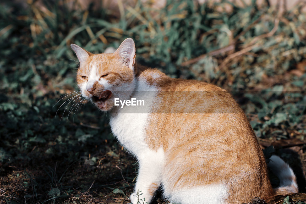 View of a cat on field