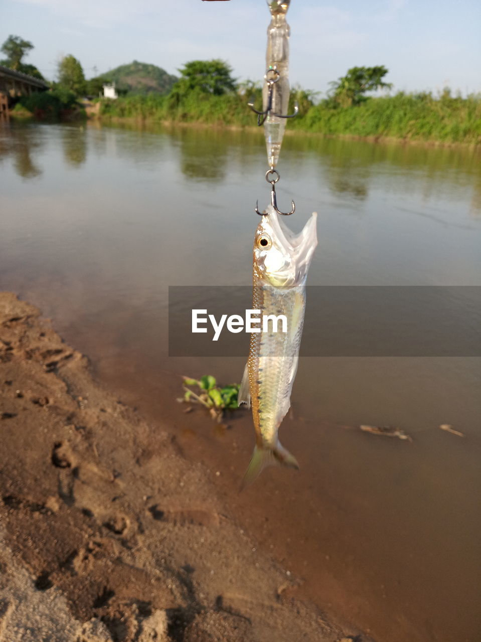 VIEW OF DEAD FISH HANGING ON LAKE