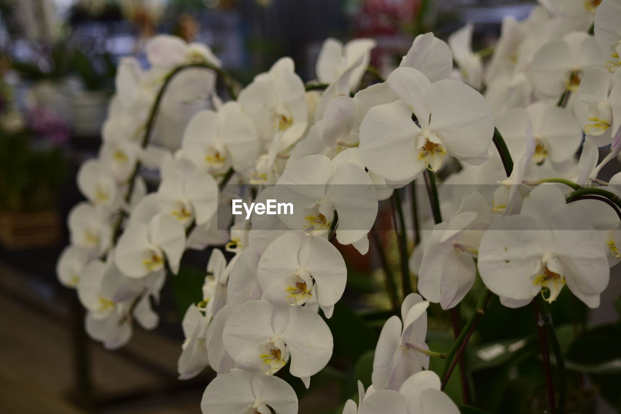CLOSE-UP OF WHITE FLOWERS ON PLANT