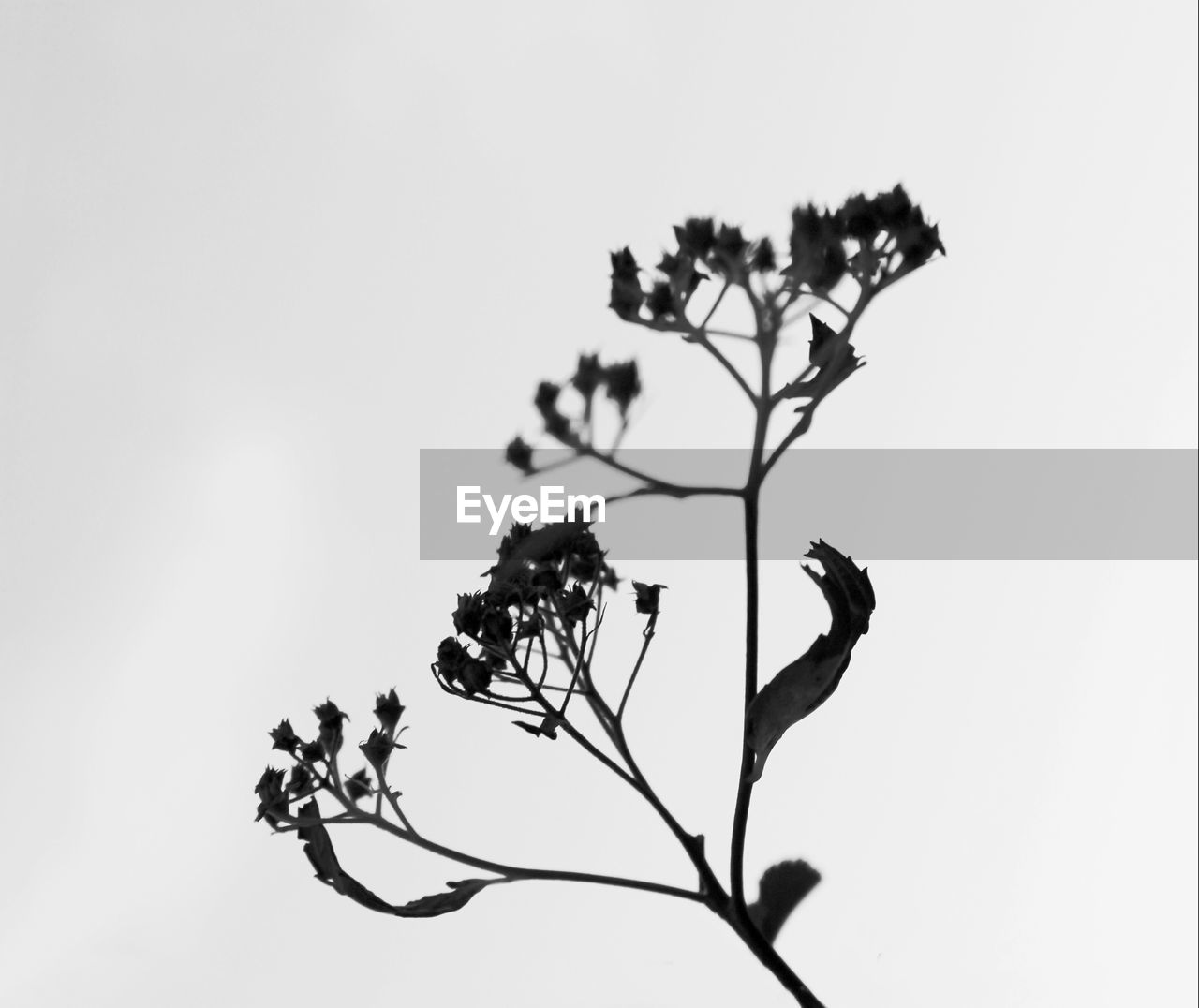 LOW ANGLE VIEW OF TREE AGAINST SKY