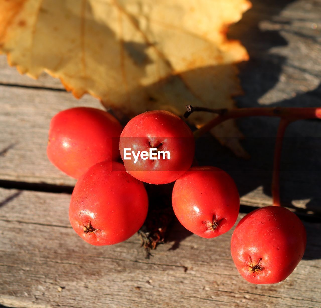 CLOSE-UP OF RED CHERRIES