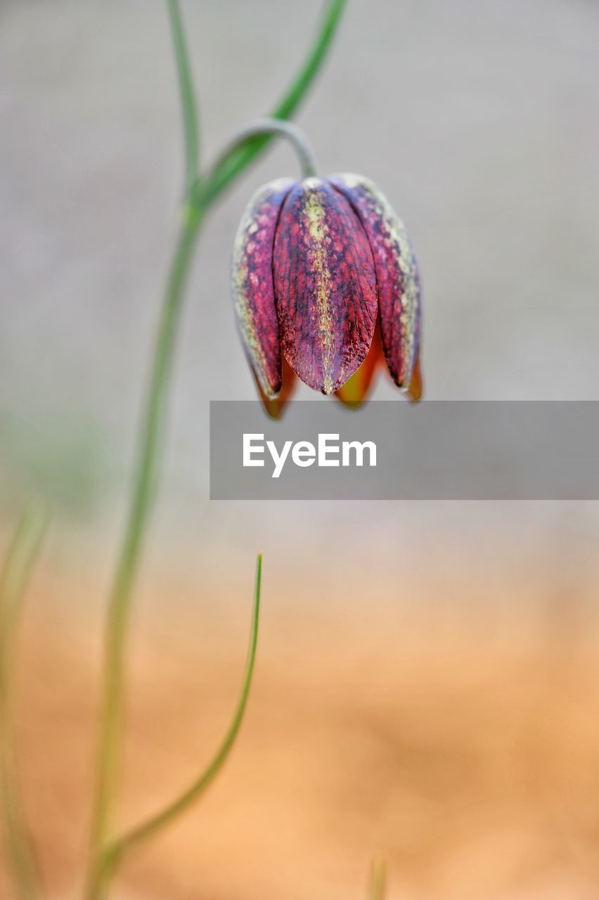 CLOSE-UP OF PURPLE FLOWER PLANT