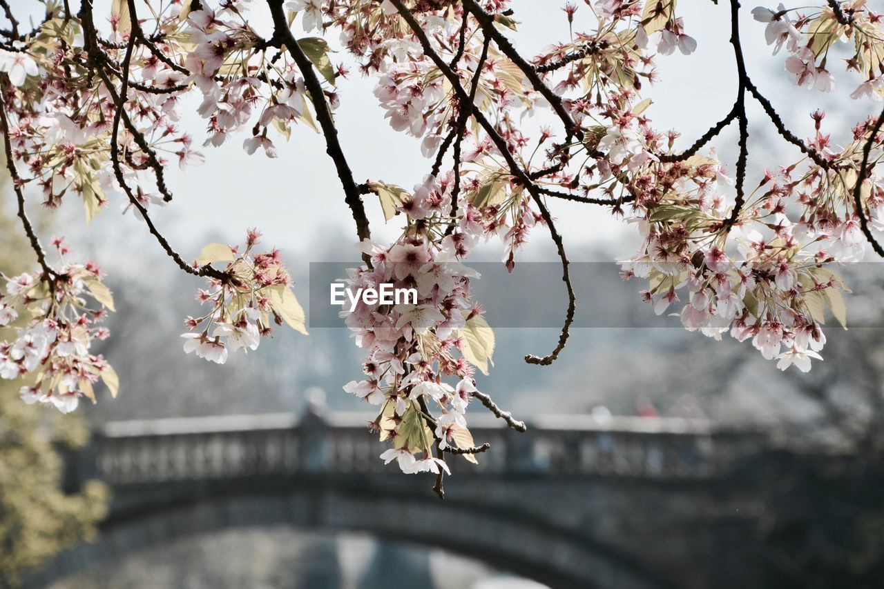 APPLE BLOSSOMS IN SPRING