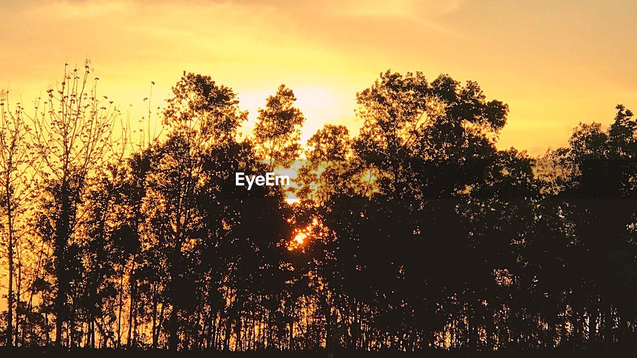 SILHOUETTE TREES AGAINST SKY AT SUNSET