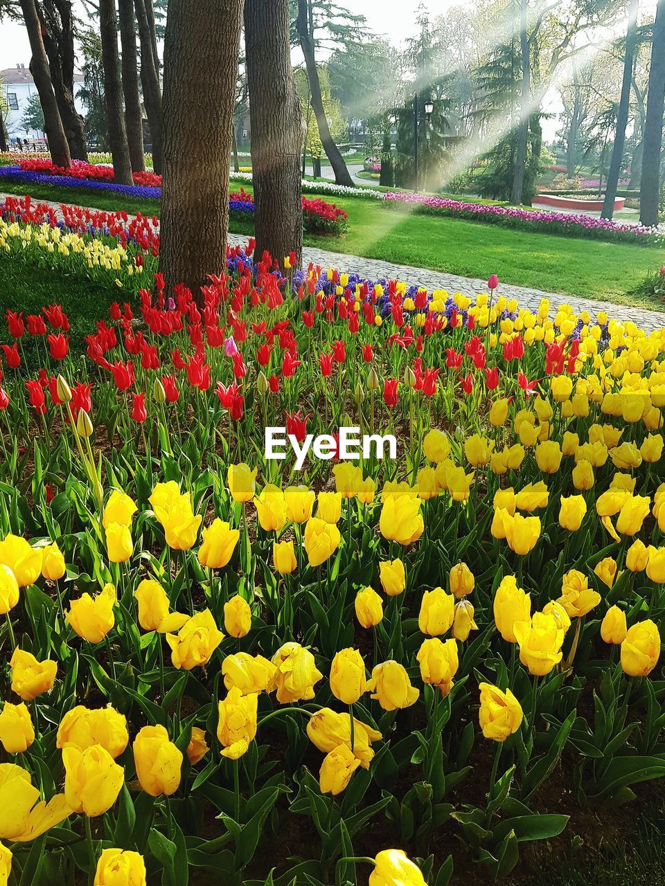 VIEW OF FLOWERING PLANTS IN PARK DURING AUTUMN