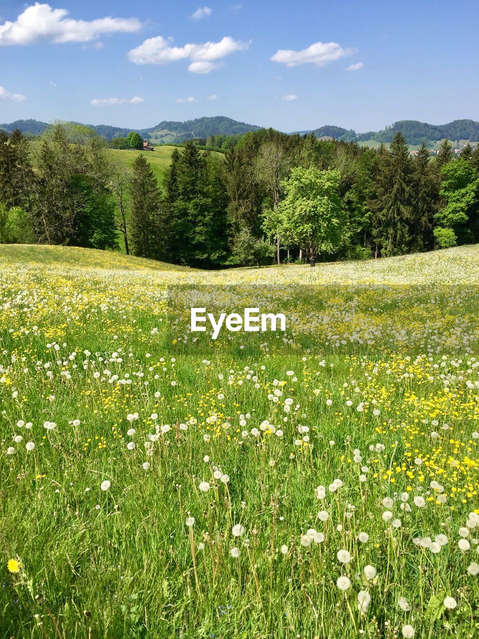 Scenic view of grassy field against sky