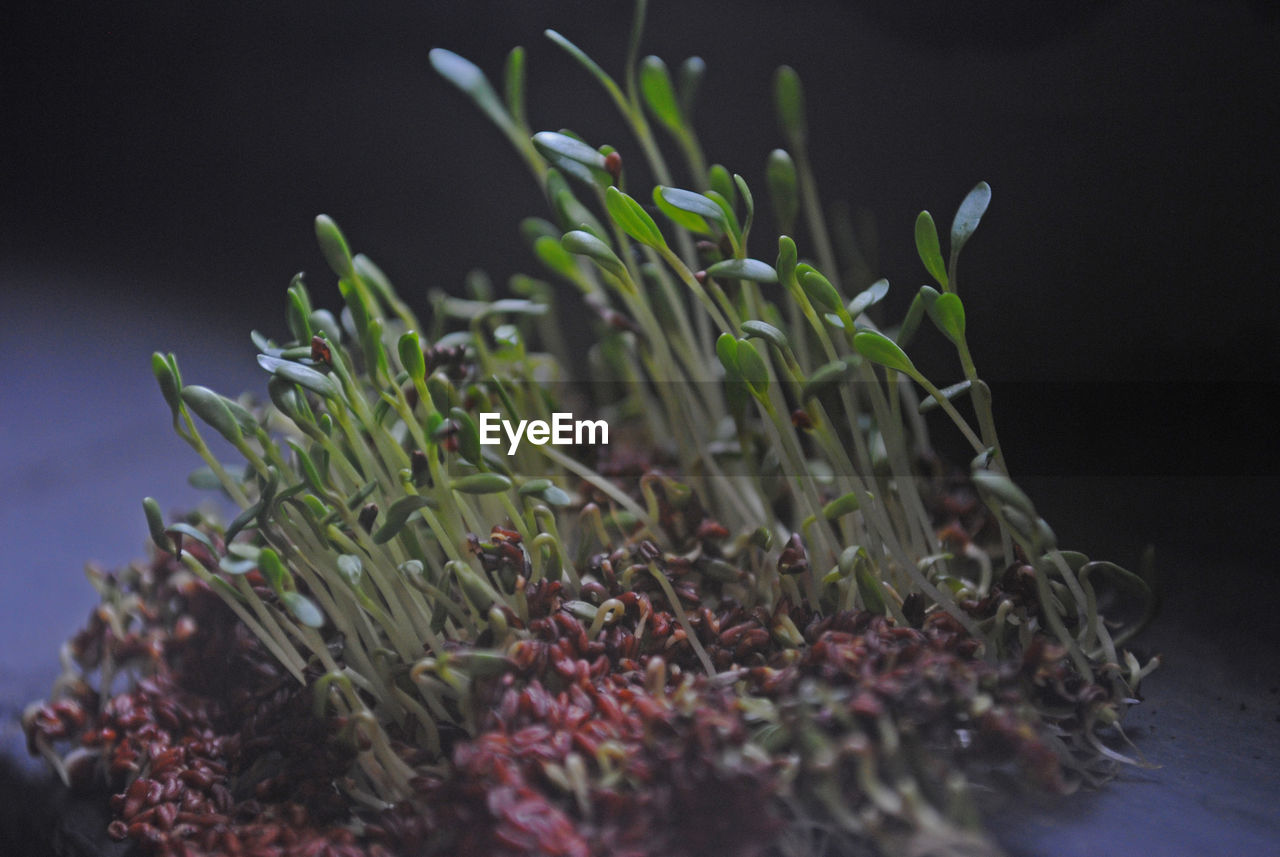 Close-up of seedlings growing outdoors