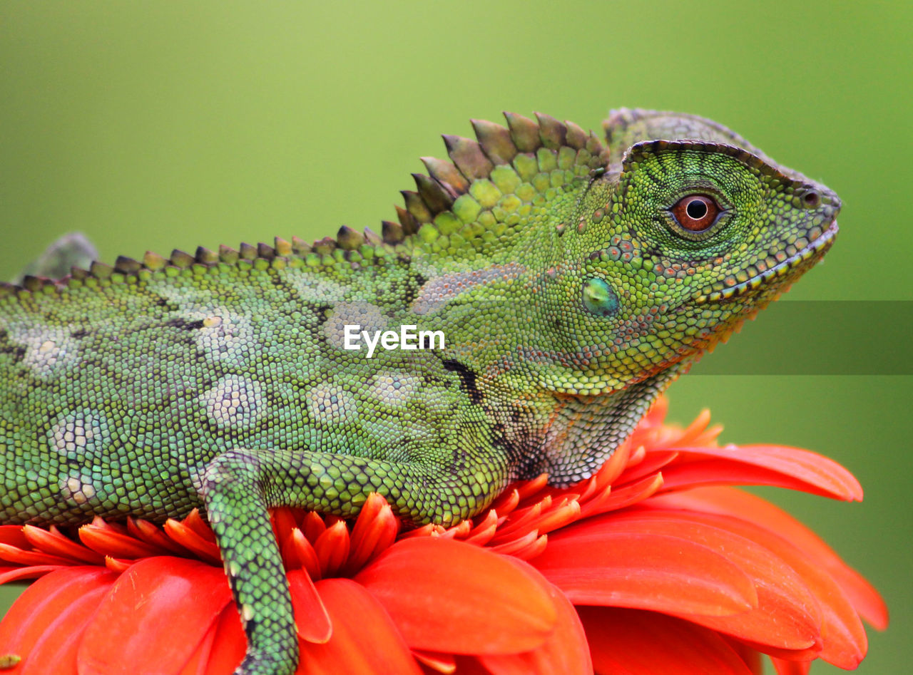 animal themes, animal, animal wildlife, one animal, lizard, iguania, reptile, chameleon, iguana, no people, macro photography, wildlife, green, close-up, common chameleon, nature, plant, animal body part, beauty in nature, orange color, flower