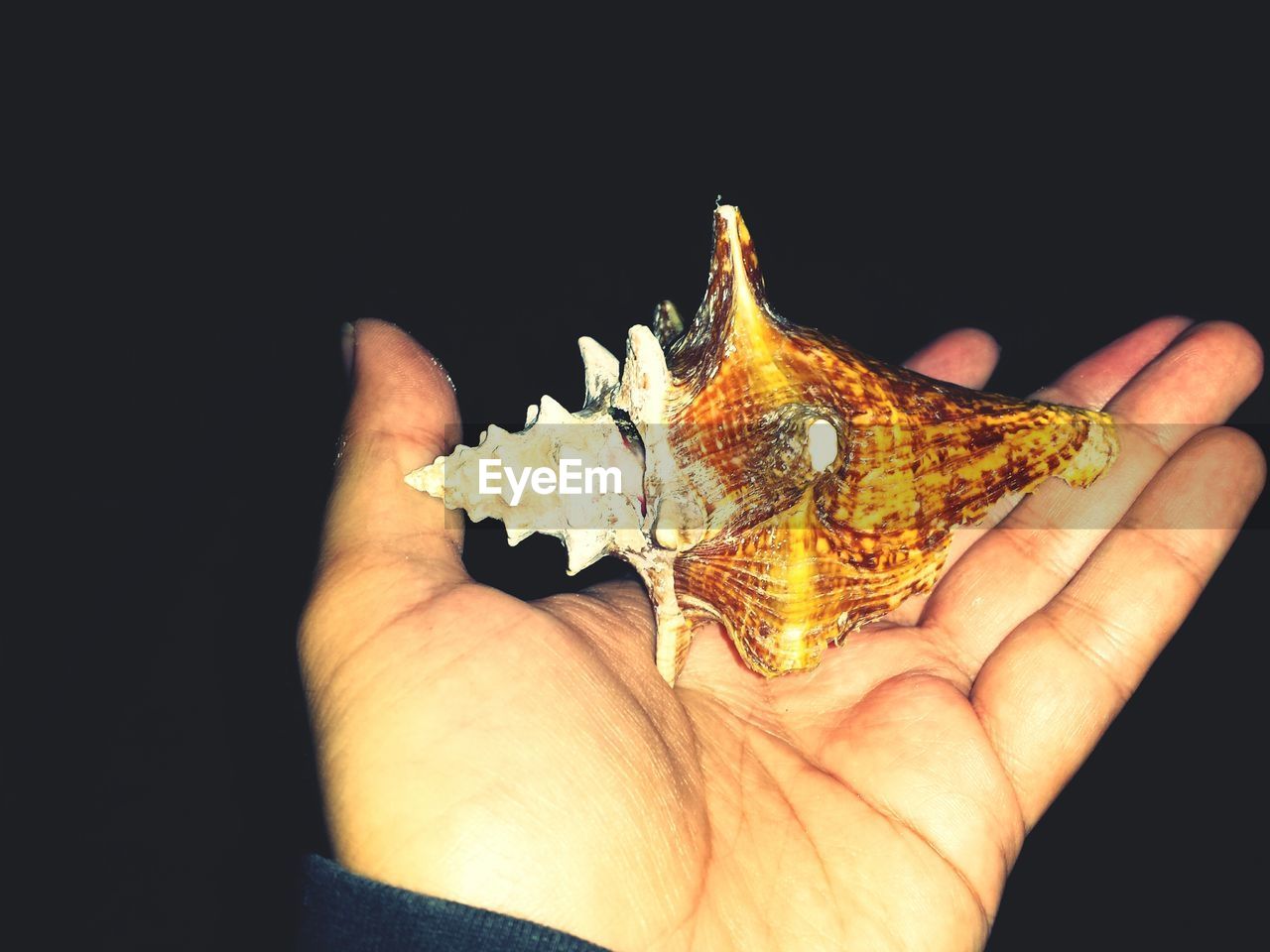 Cropped image of hand holding seashell against black background