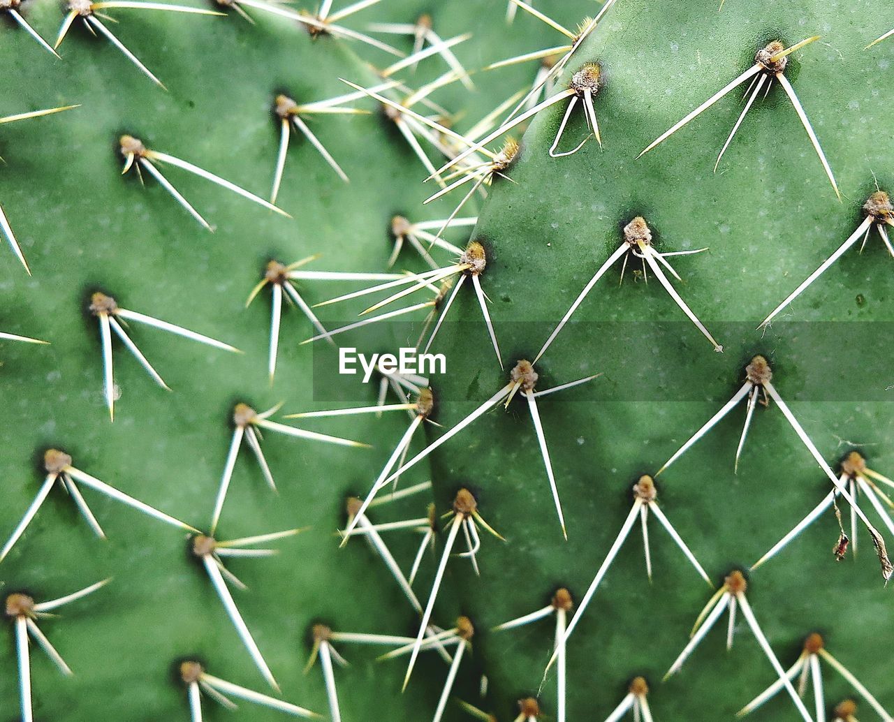 Full frame shot of succulent plant