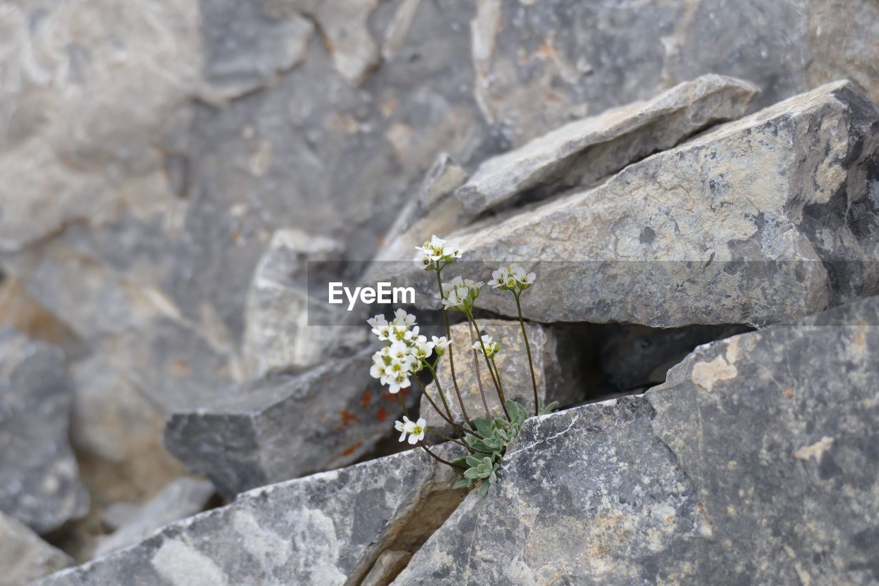 Flowers growing in rock