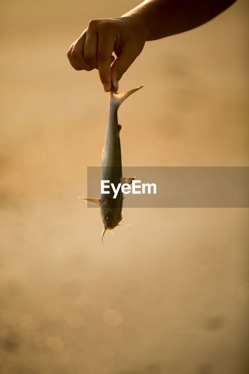 Cropped image of man holding catfish