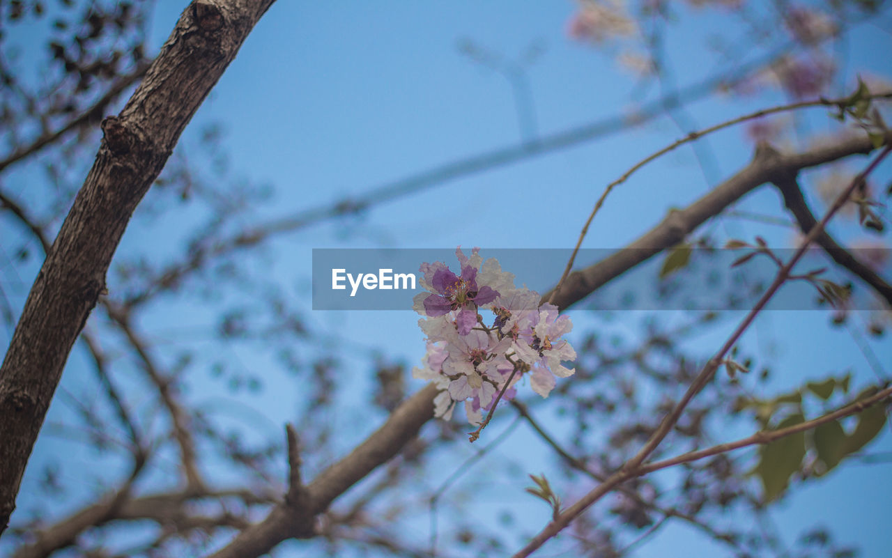 LOW ANGLE VIEW OF PINK CHERRY BLOSSOMS IN SPRING