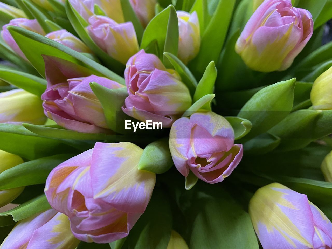 CLOSE-UP OF PURPLE FLOWERING PLANTS