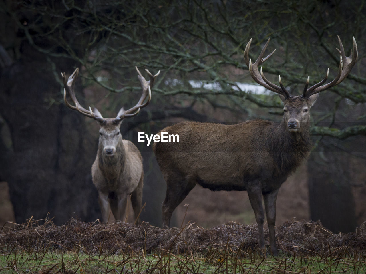 DEER ON FIELD
