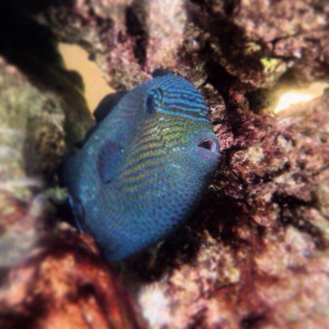 FISH UNDERWATER