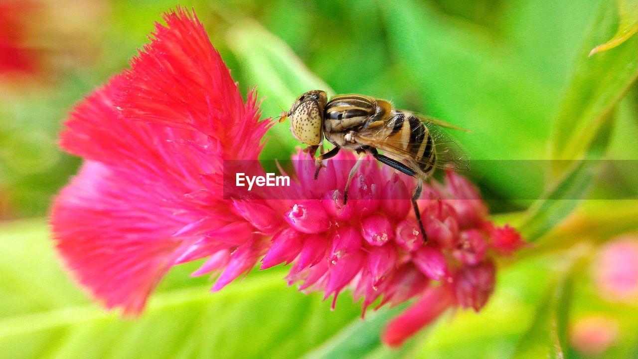 Close-up of insect pollinating on pink flower