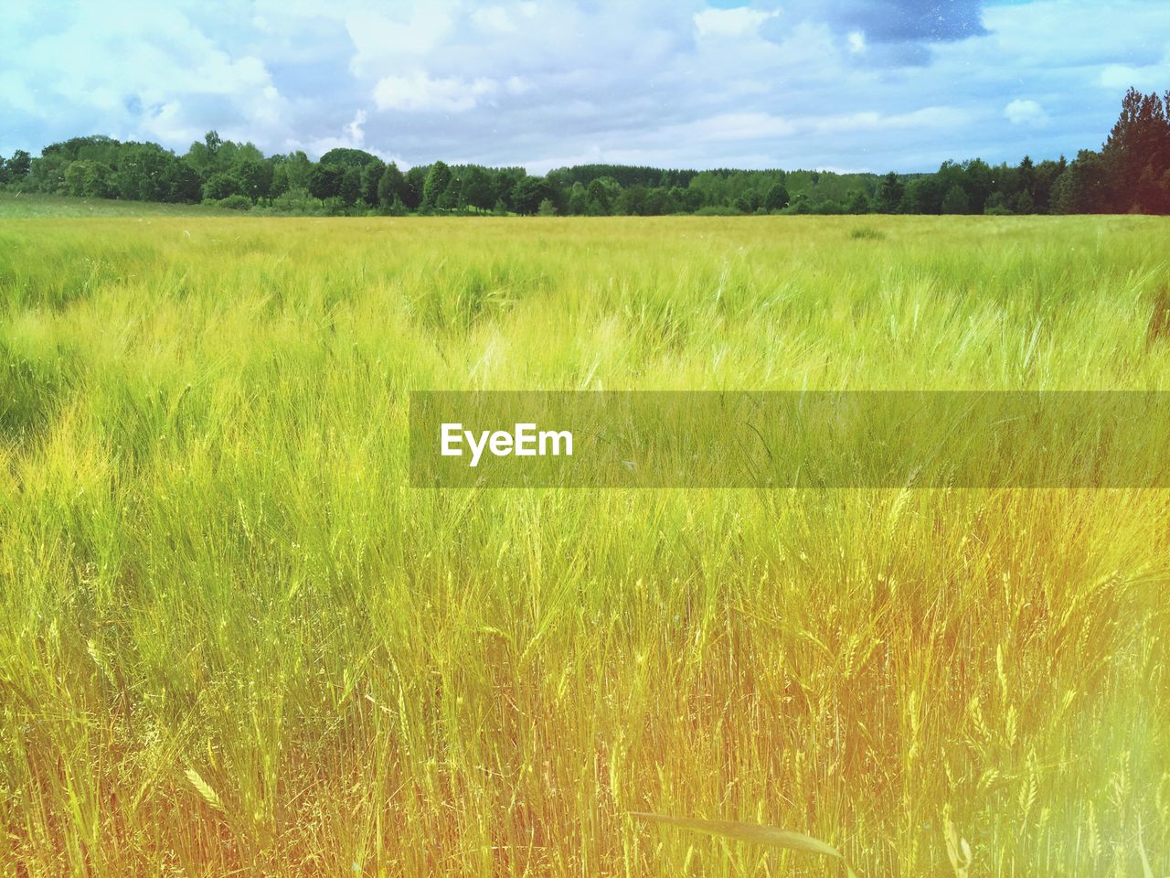 SCENIC VIEW OF GRASSY FIELD AGAINST SKY