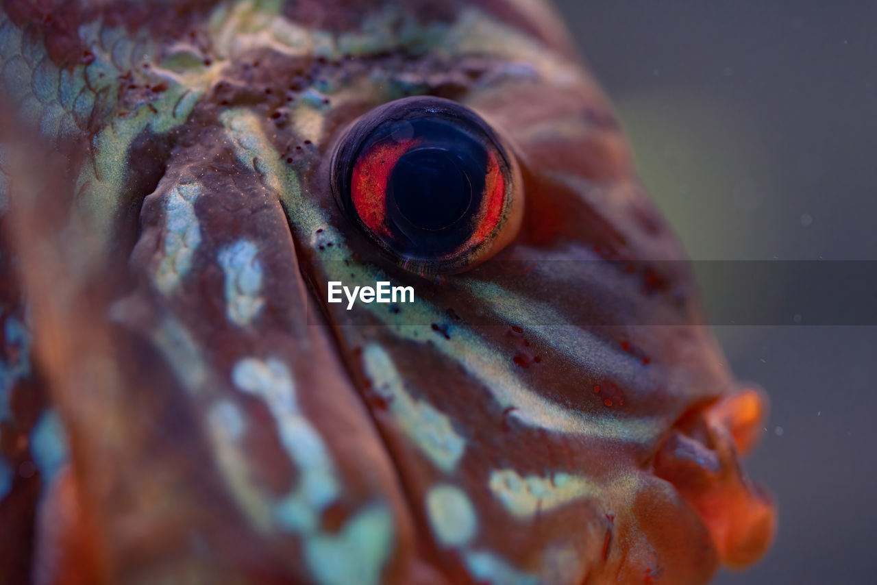 Discus symphysodon, freshwater fish native to the amazon river, in fishtank. closeup of details.