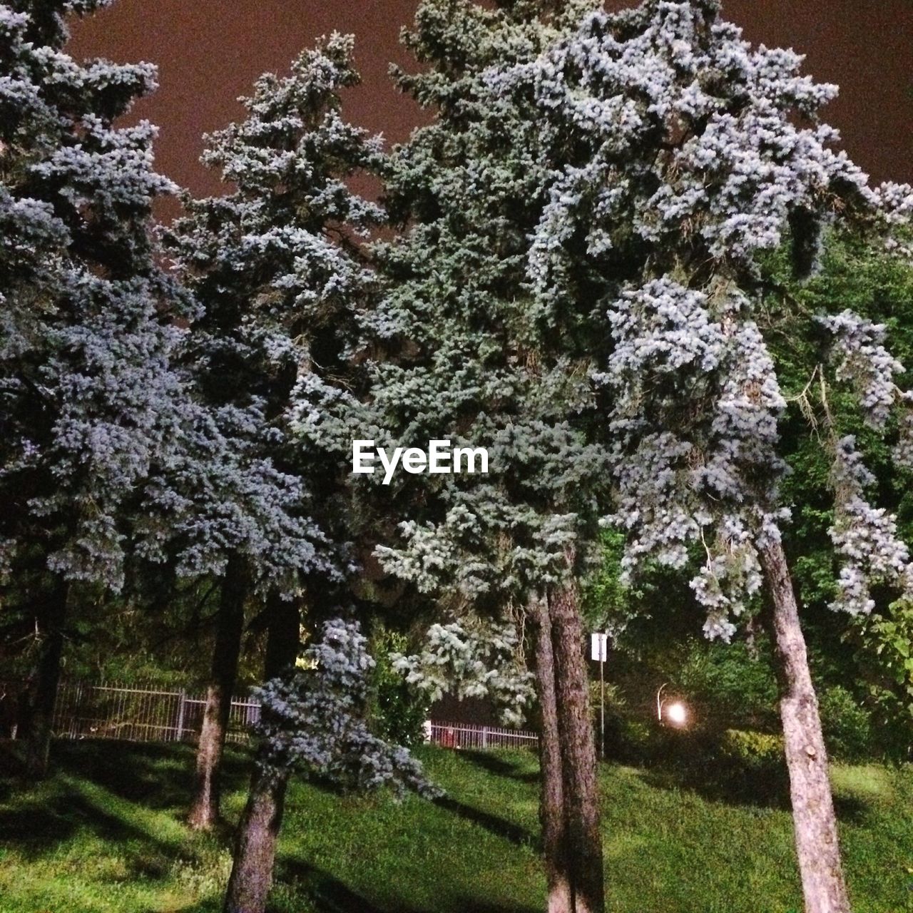 FLOWERS GROWING ON TREE TRUNK