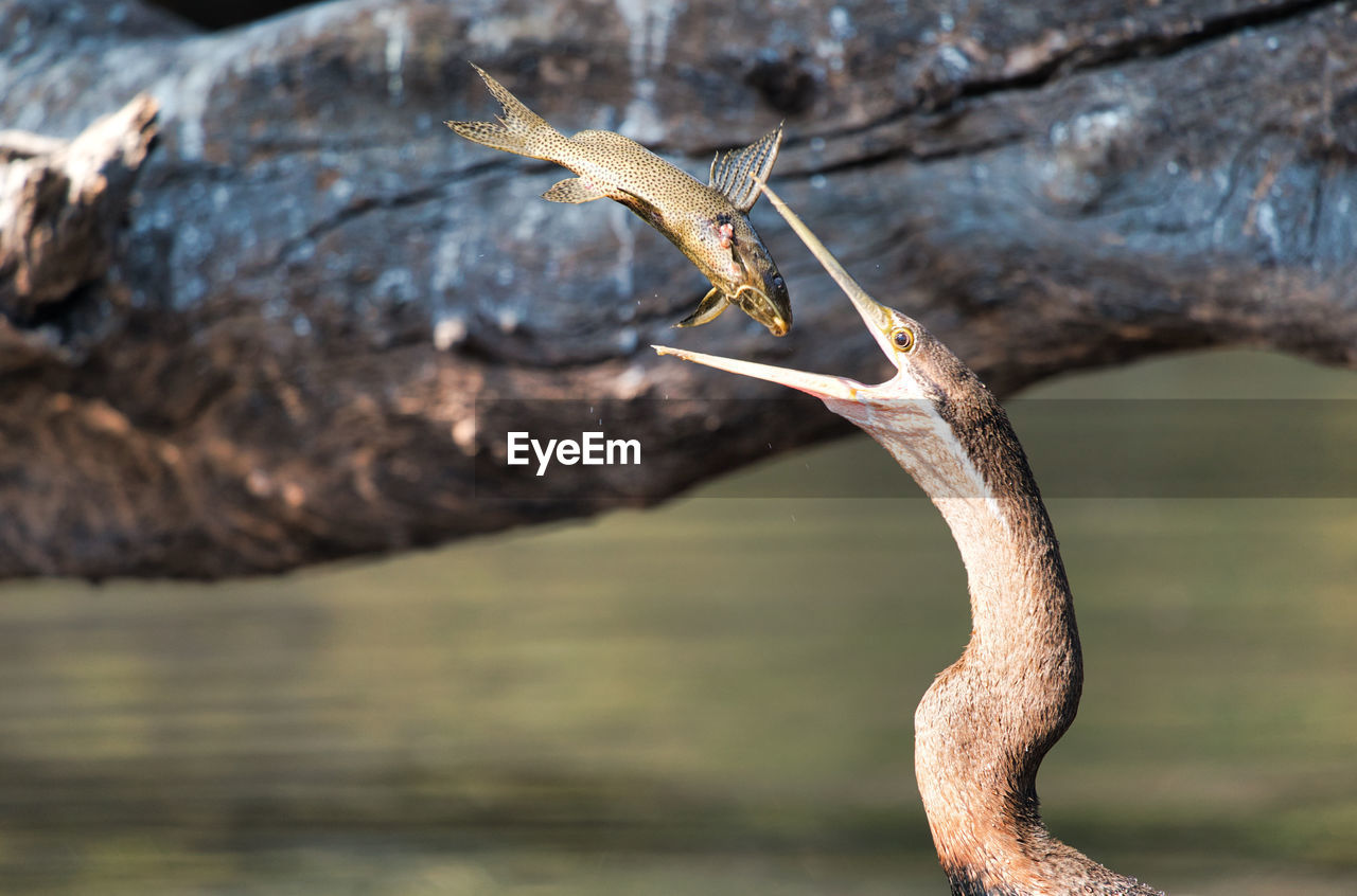 Close-up of bird hunting fish