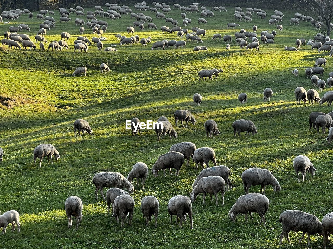 Flock of sheep grazing on field