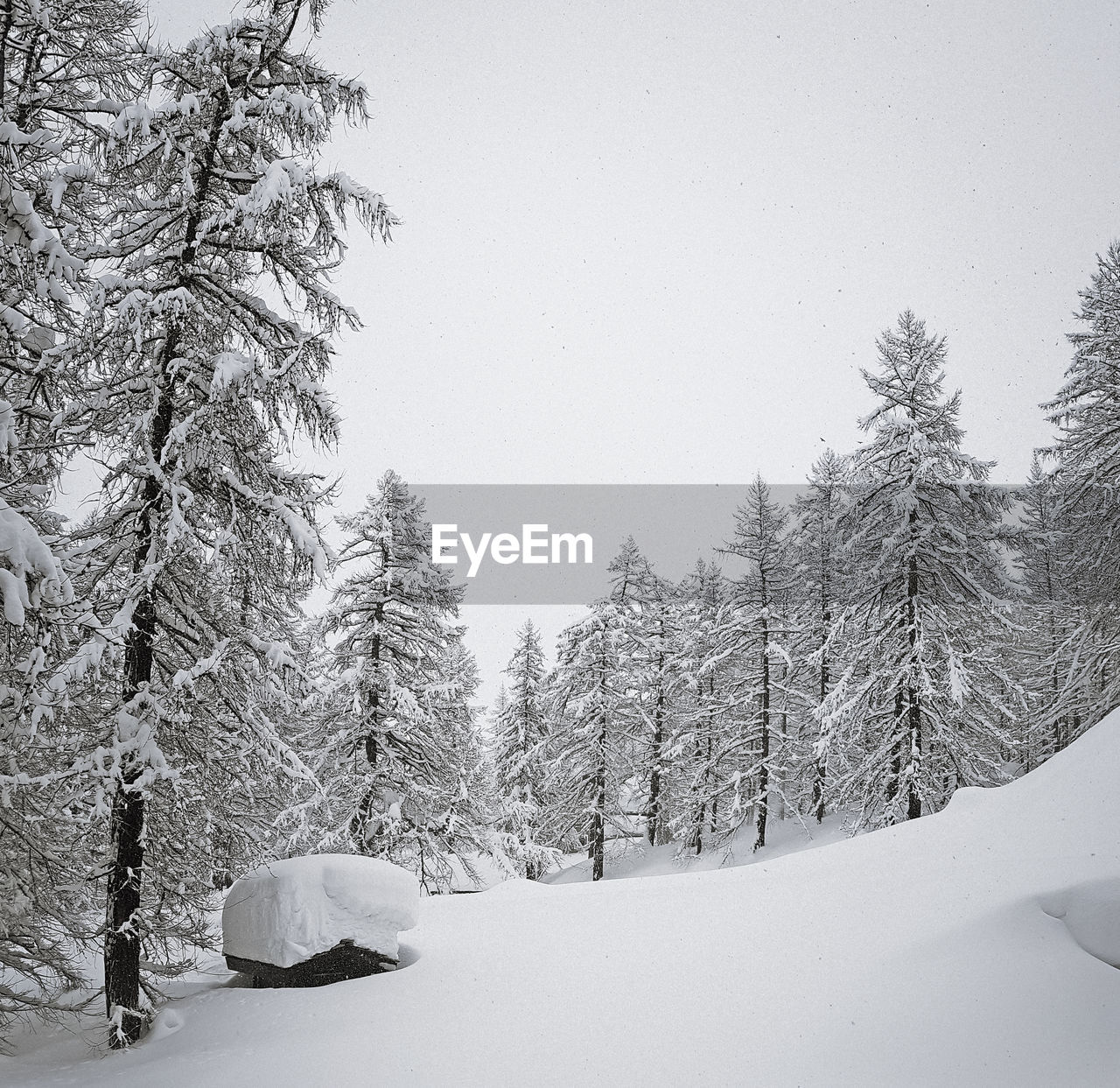 TREES ON SNOW AGAINST SKY