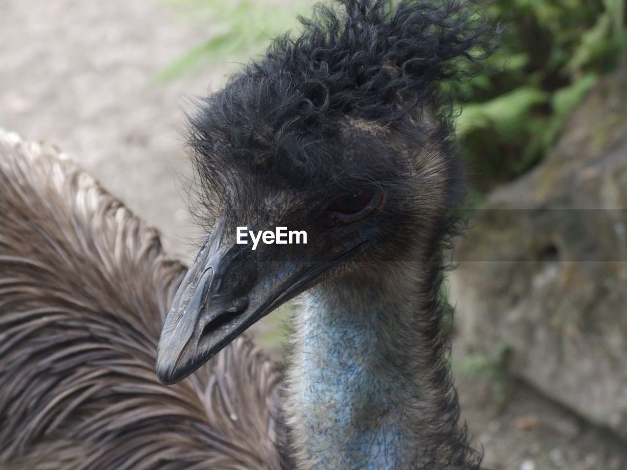 High angle view of emu