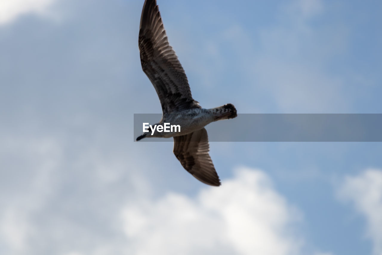 LOW ANGLE VIEW OF EAGLE FLYING