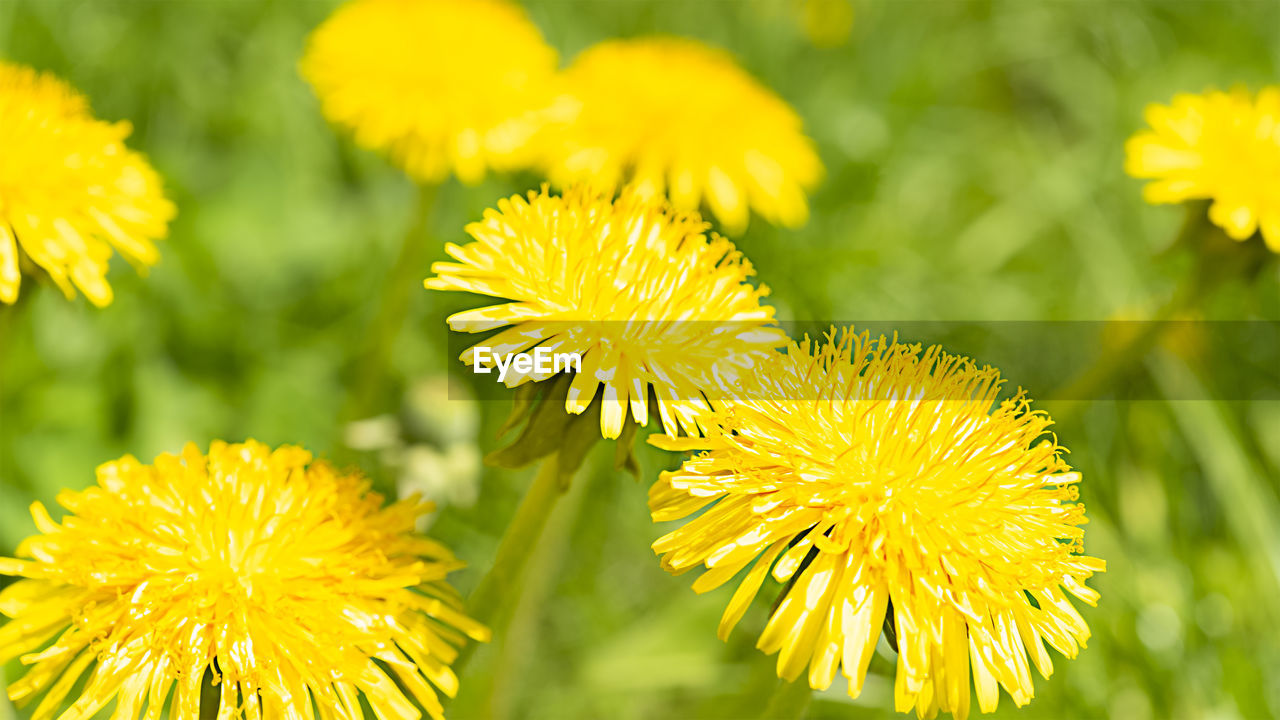 Yellow flowers dandelions on green grassy blurred background summer natural background