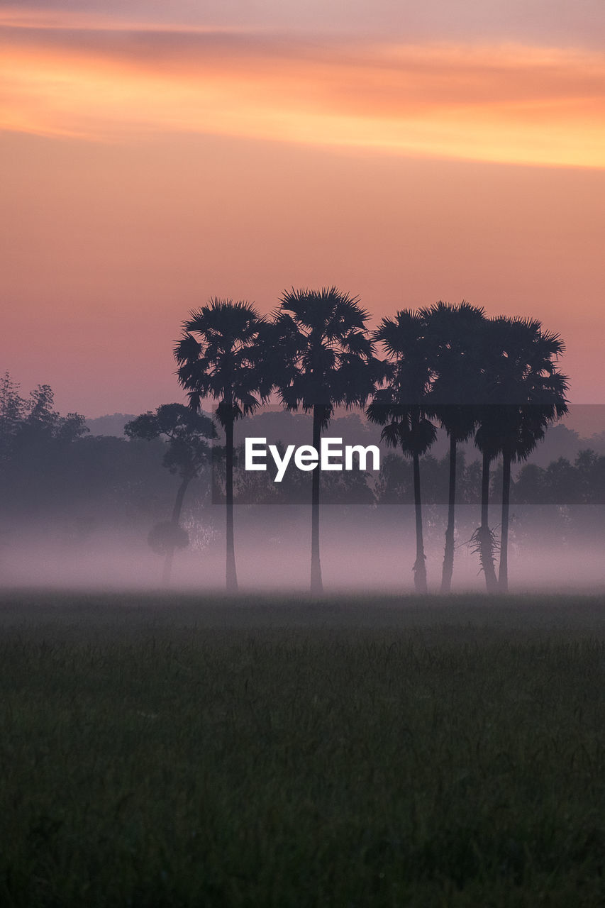 Silhouette trees on field against sky during sunset