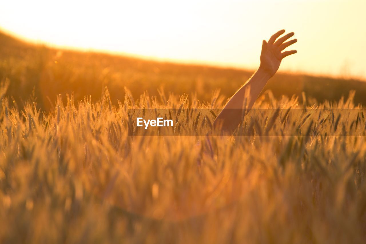 Close-up of hand on field at sunset