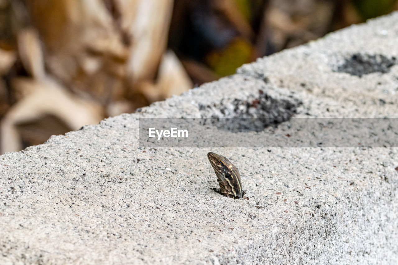 animal themes, animal, animal wildlife, wildlife, one animal, insect, nature, no people, close-up, day, leaf, outdoors, land, soil, rock, reptile, macro photography, focus on foreground, sand