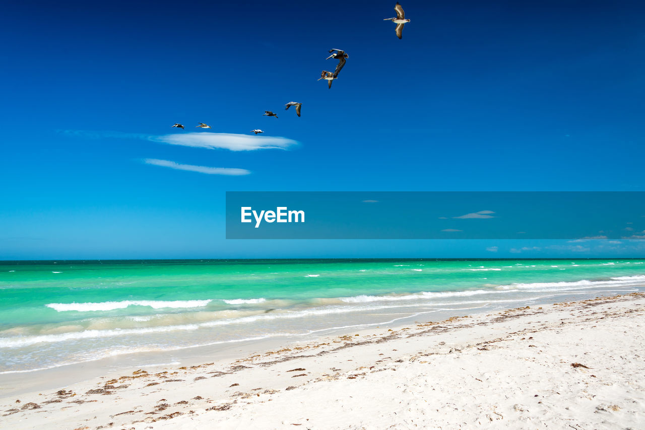 BIRDS FLYING OVER SEA AGAINST BLUE SKY