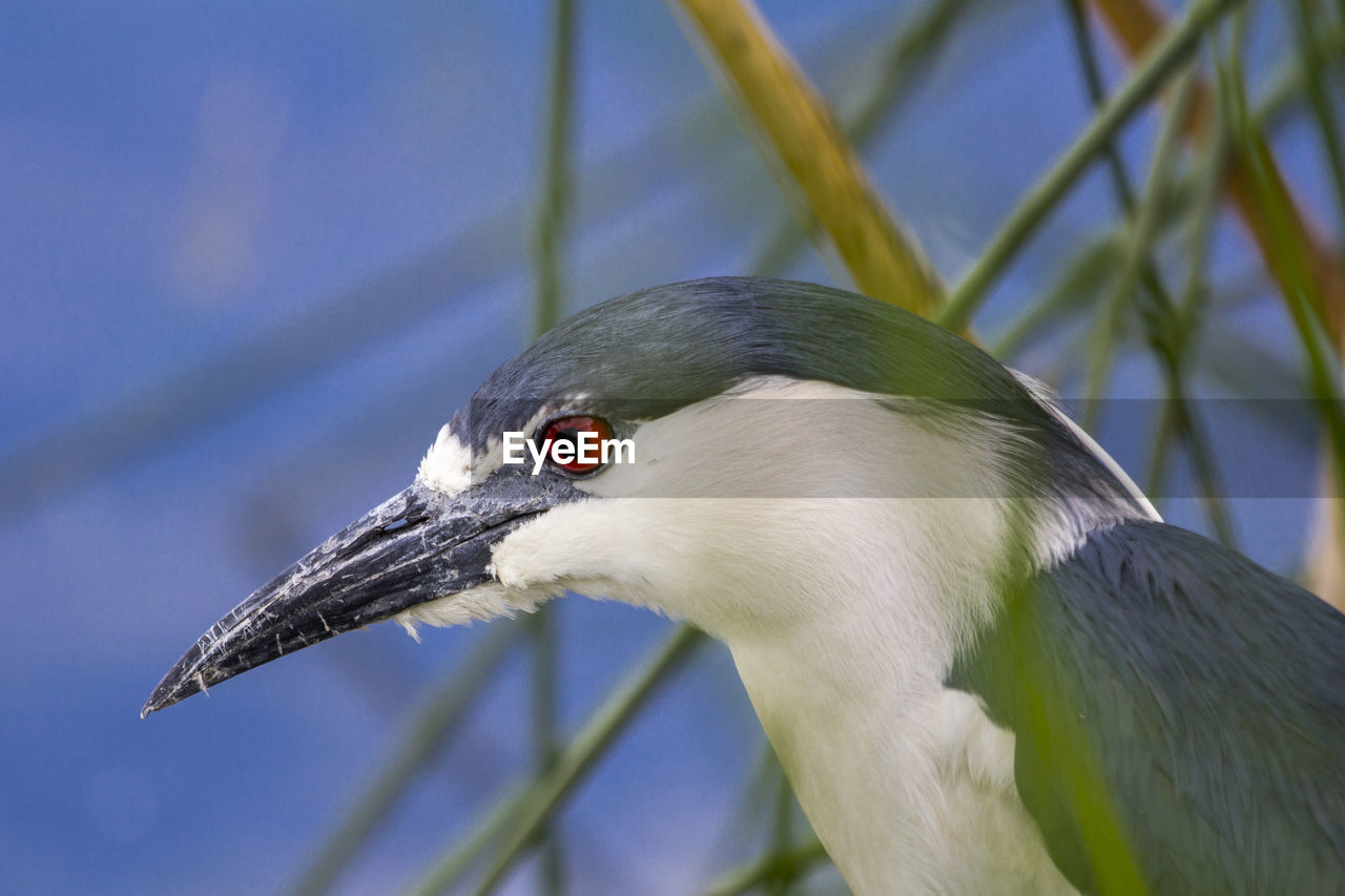 Close-up of black-crowned night heron on branch