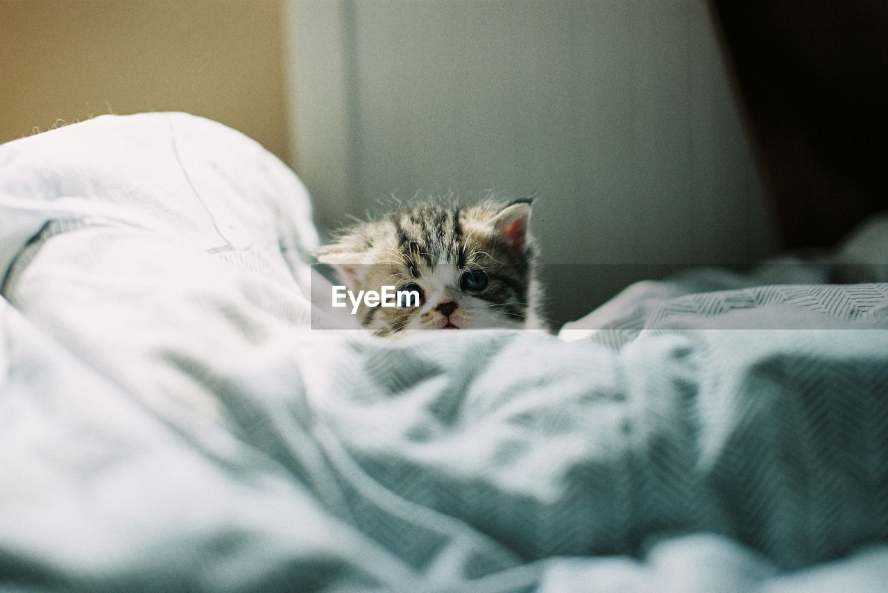 Portrait of kitten relaxing on bed