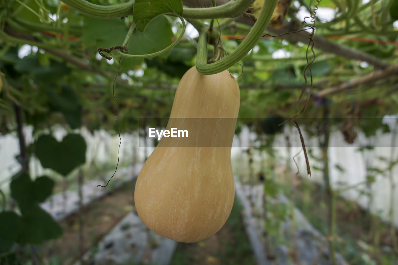 Close-up of butternut squash hanging on tree