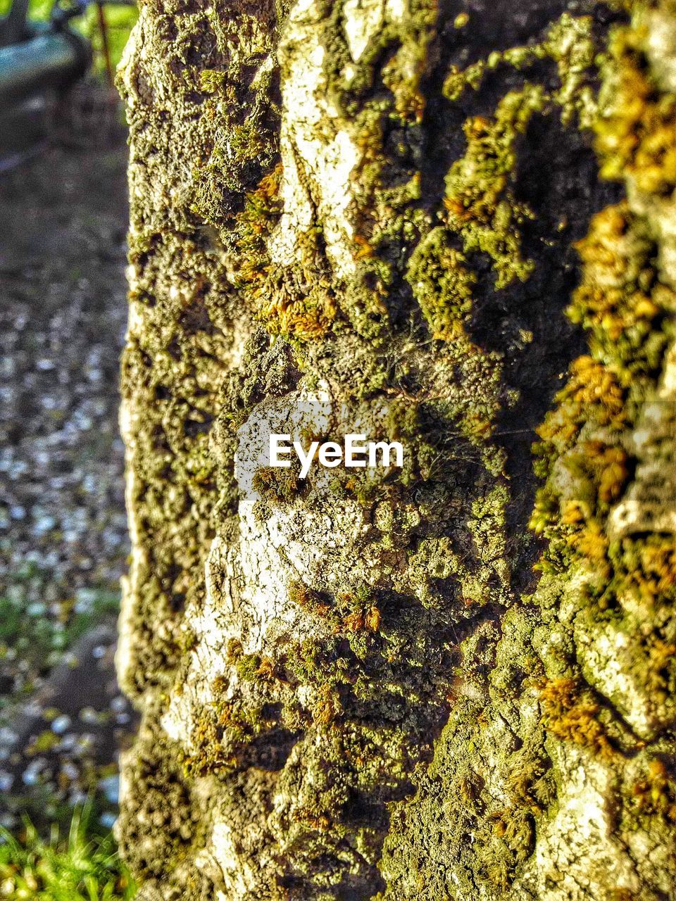 MOSS GROWING ON TREE TRUNK