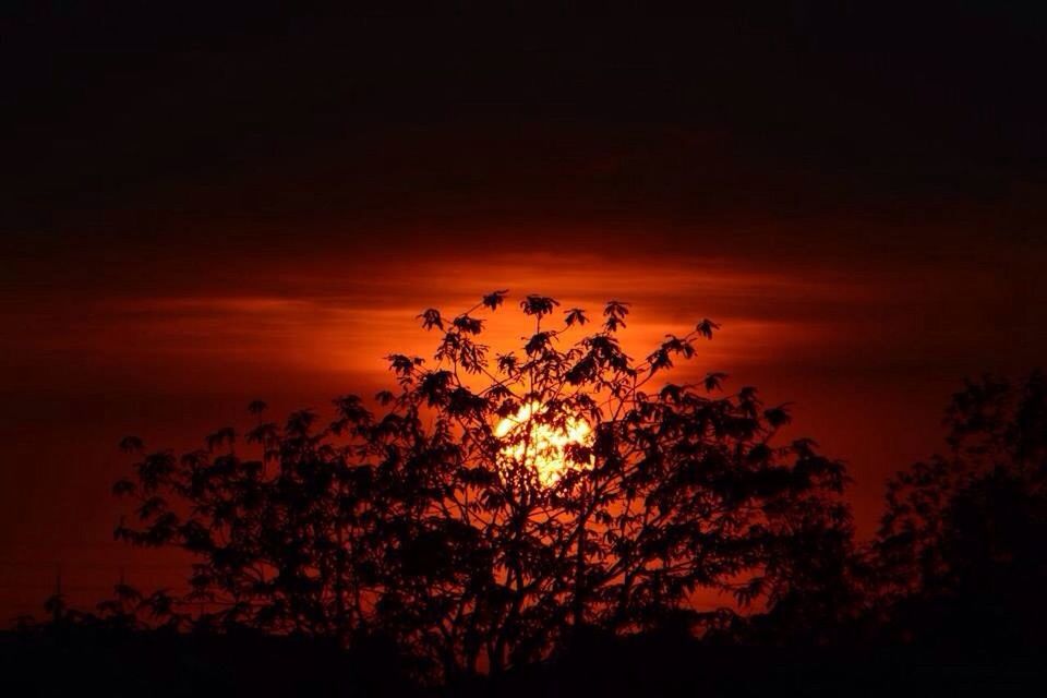 TREES AT SUNSET