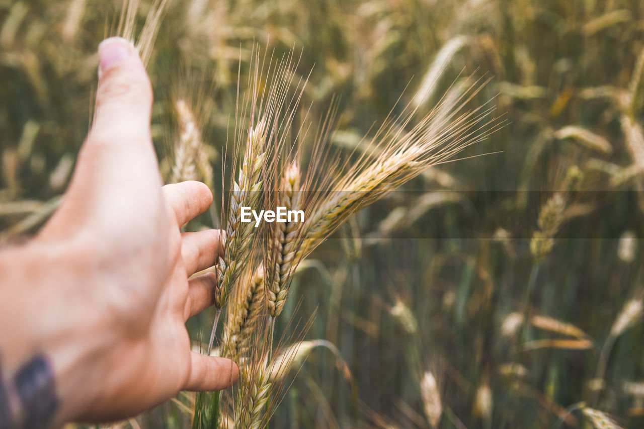 Close-up of wheat crops on field