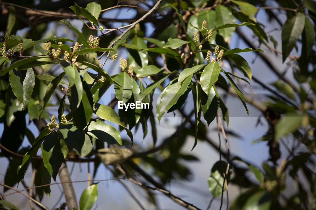 plant, leaf, plant part, tree, branch, green, food and drink, food, nature, growth, flower, fruit, healthy eating, no people, outdoors, environment, olive, beauty in nature, produce, backgrounds, agriculture, close-up, shrub